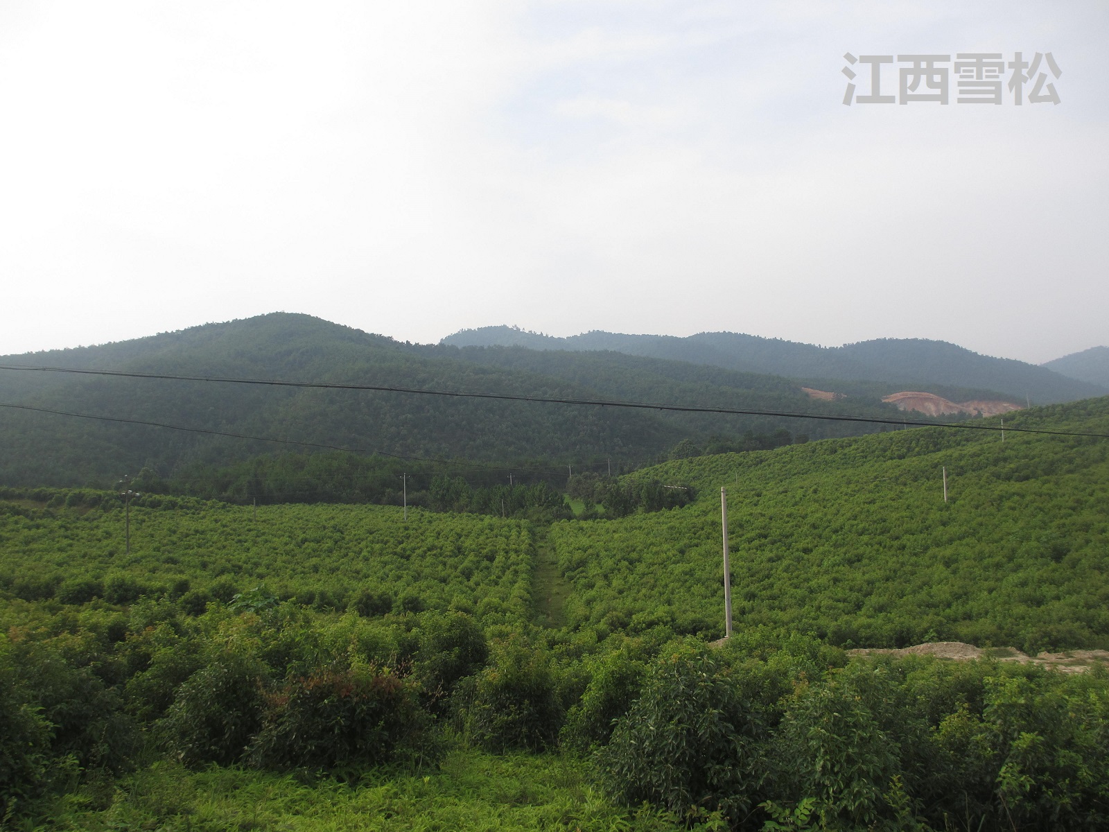 精油價格差距 精油價格差距